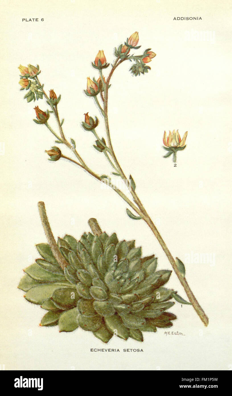 'Addisonia' (Plate 6) is a botanical work featuring detailed ...