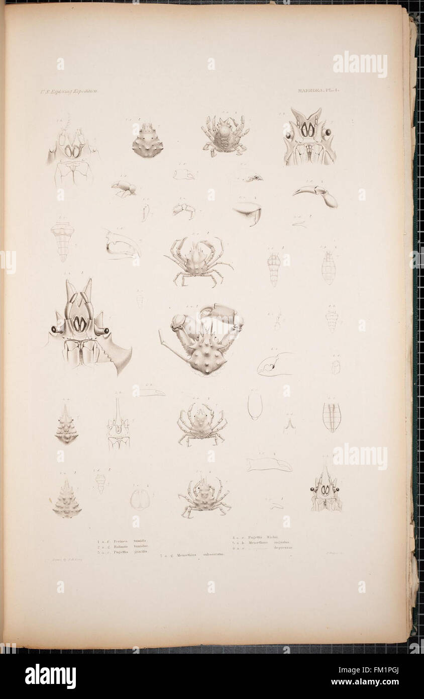 Crustacea zoogeography hi-res stock photography and images - Alamy