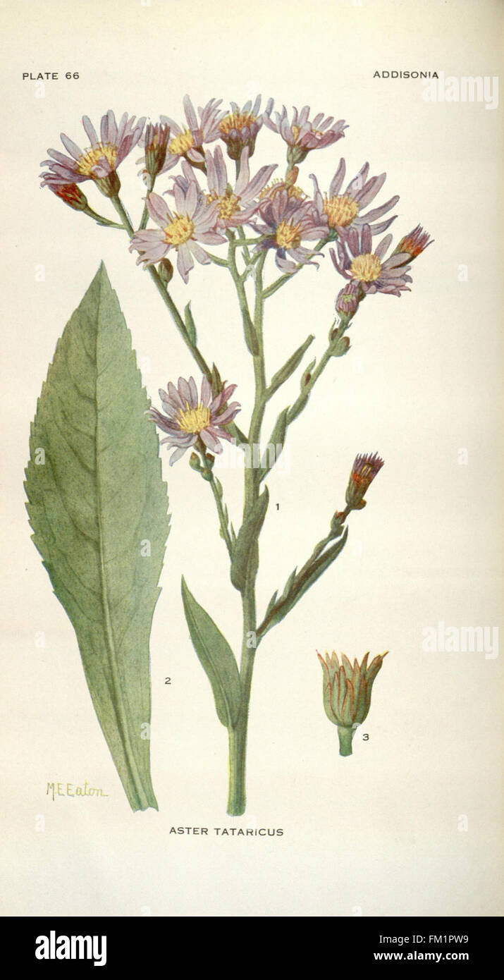 Addisonia features botanical illustrations of plant species from the ...