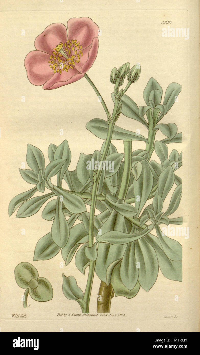 Curtis's botanical magazine (Plate 3379) Stock Photo