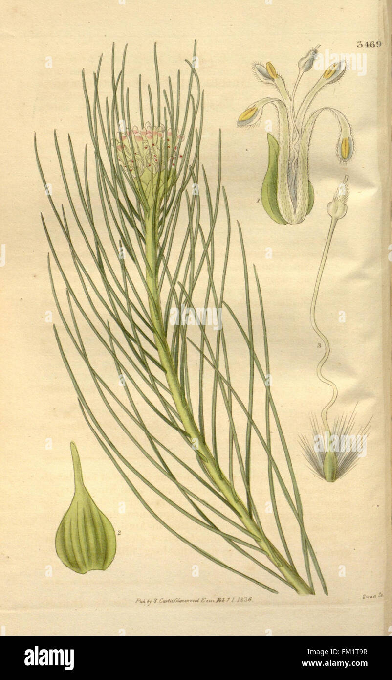 'Curtis's Botanical Magazine' features detailed illustrations of plants ...