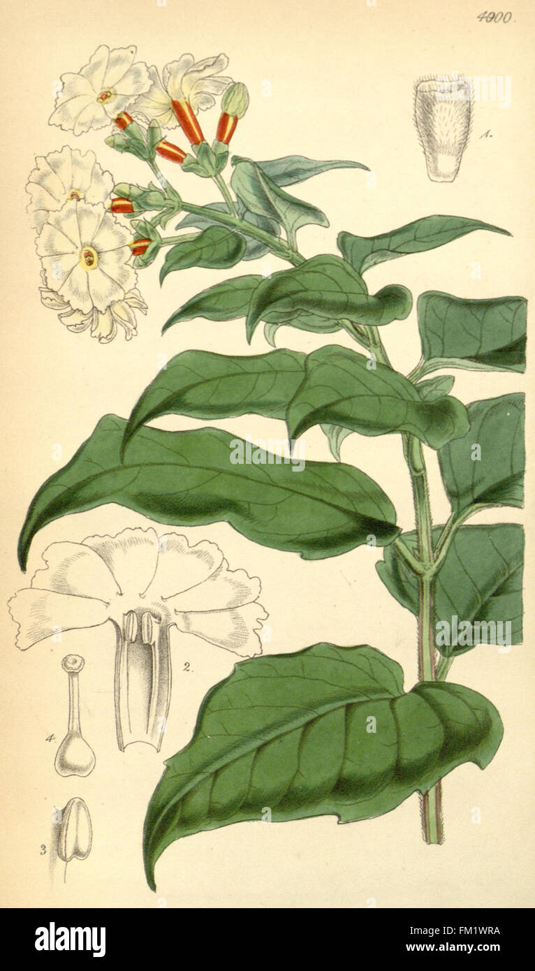 Curtis's botanical magazine (Tab. 4900) Stock Photo
