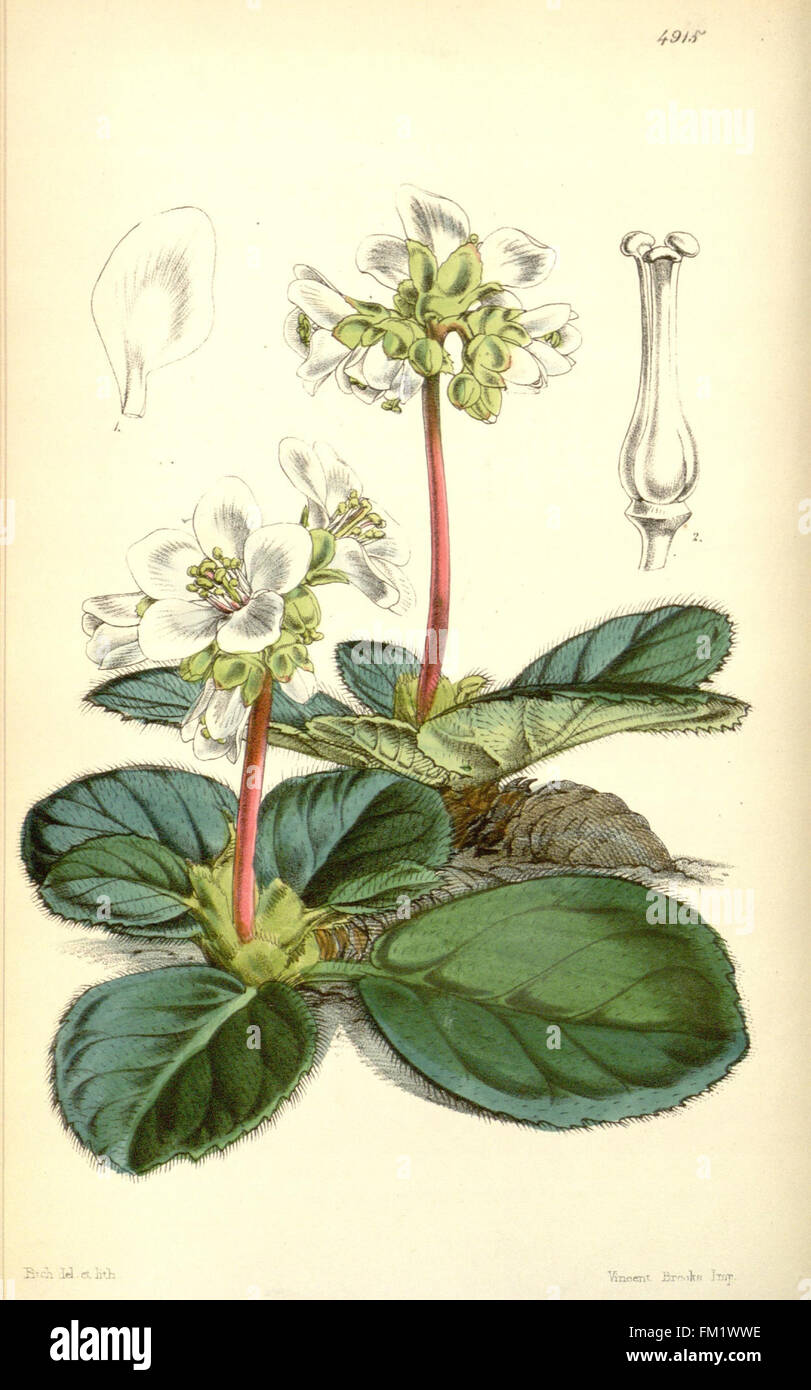 Curtis’s botanical magazine cover hi-res stock photography and images ...
