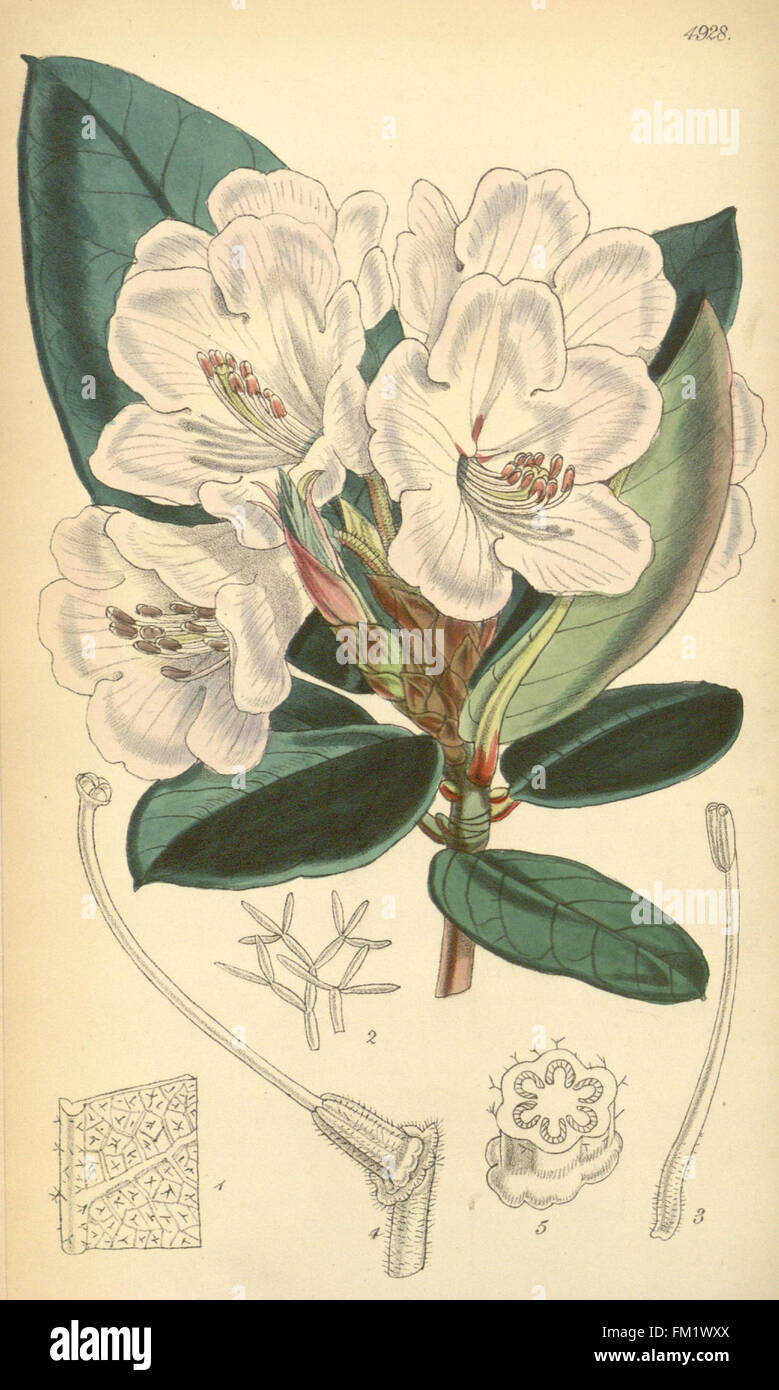 Curtis's Botanical Magazine features detailed illustrations of various ...