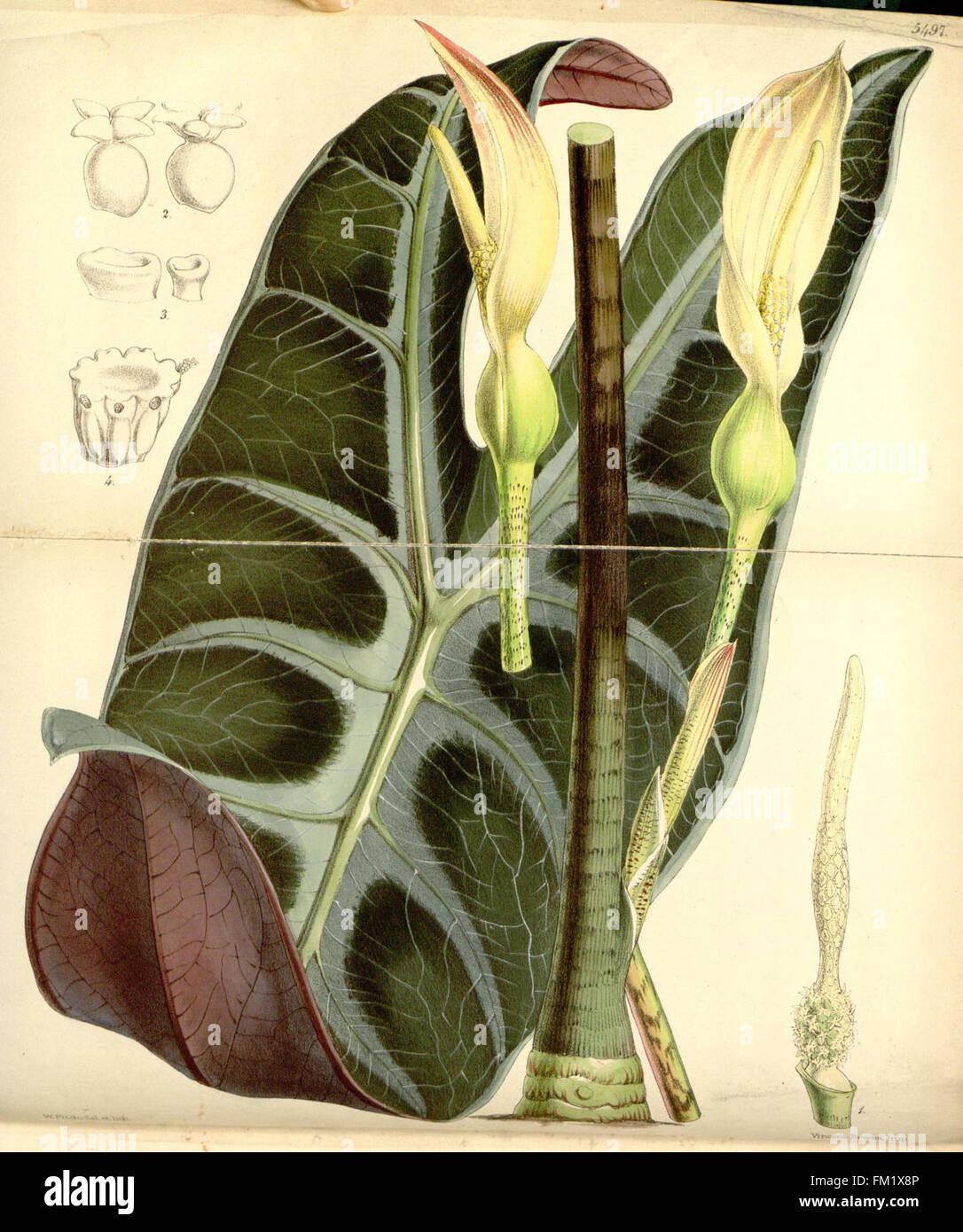 This plate from Curtis's Botanical Magazine features botanical ...