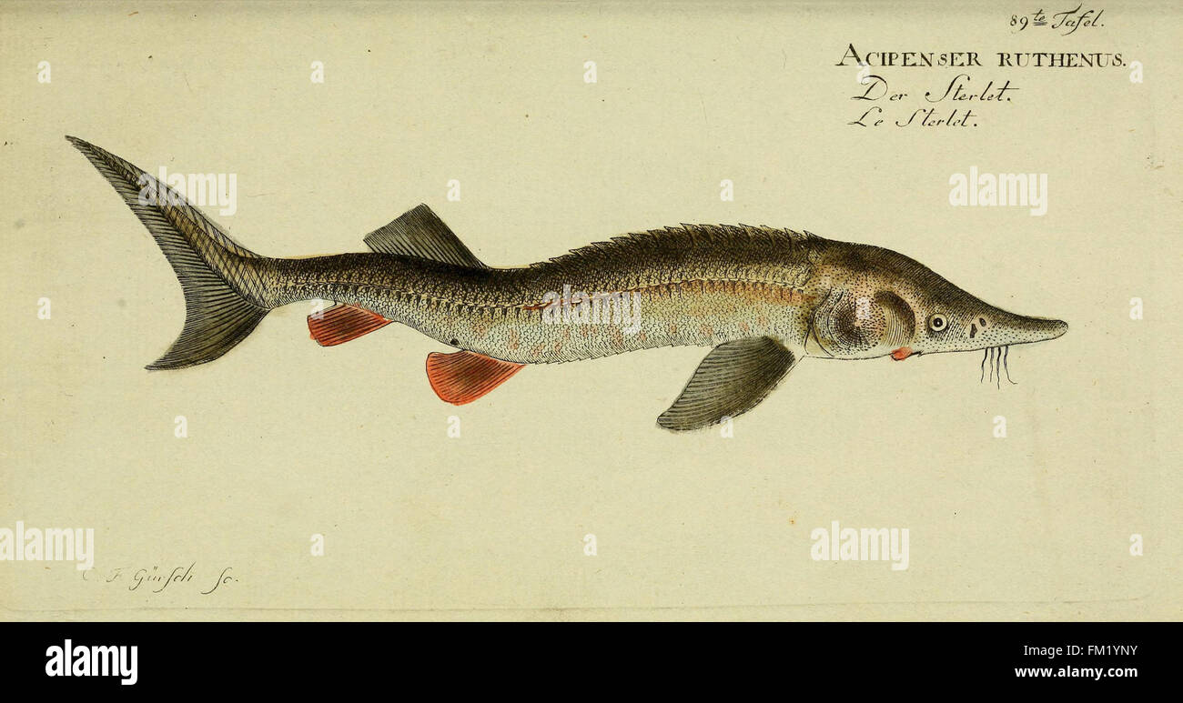 D. Marcus Elieser Bloch's, ausC3BCbenden Arztes zu Berlin ... C396konomische Naturgeschichte der Fische Deutschlands (Tafel 89) Stock Photo