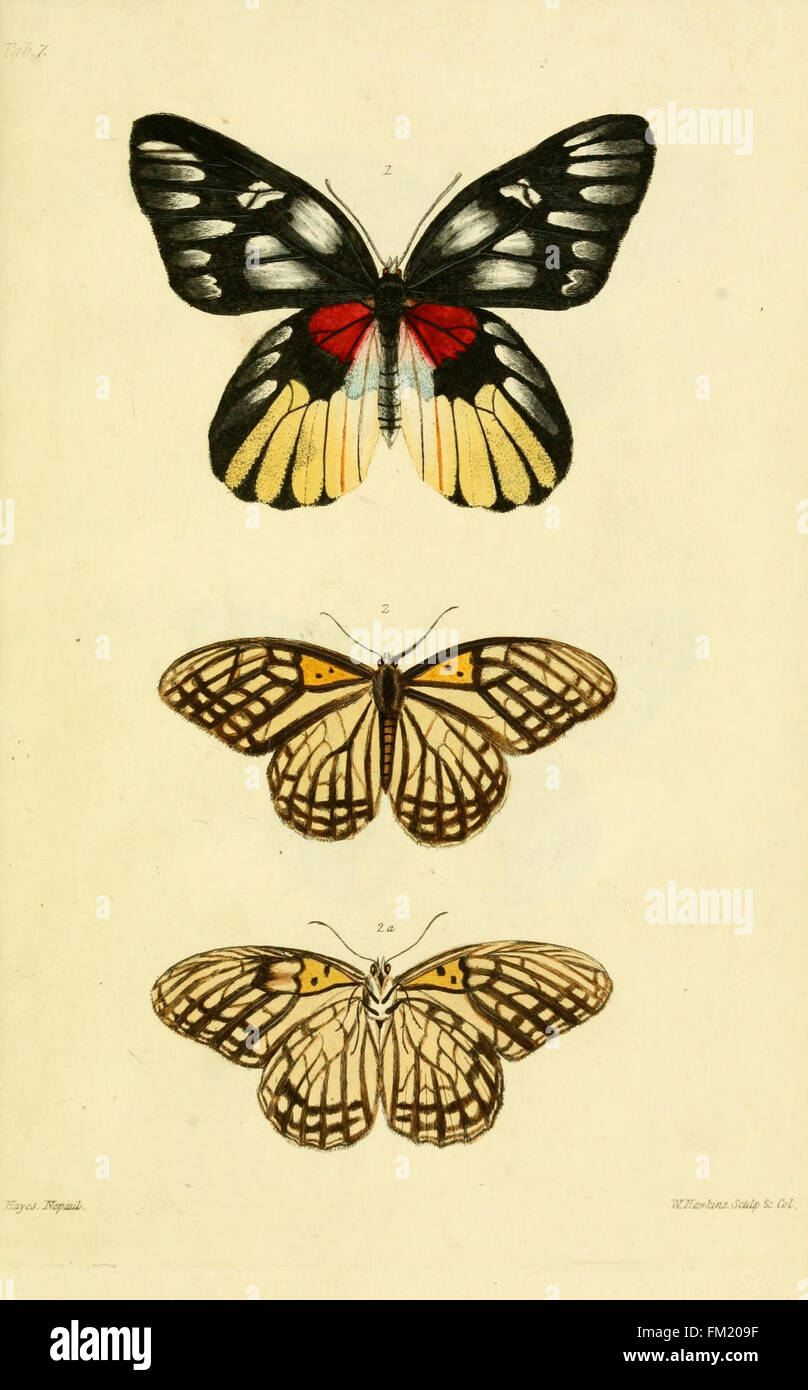 Tab. 7 from 'Descriptions and Figures of Some New Lepidopterous Insects ...