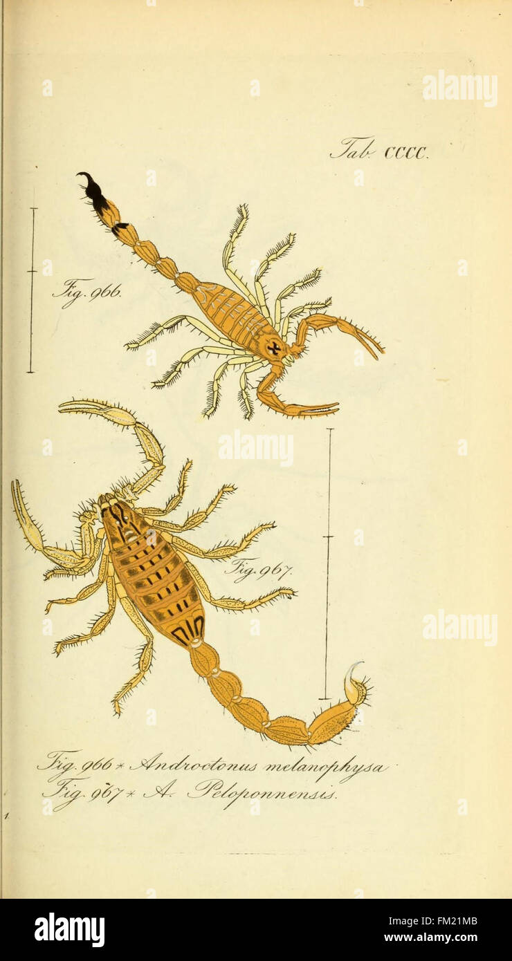 Die Arachniden (Plate CCCC) Stock Photo