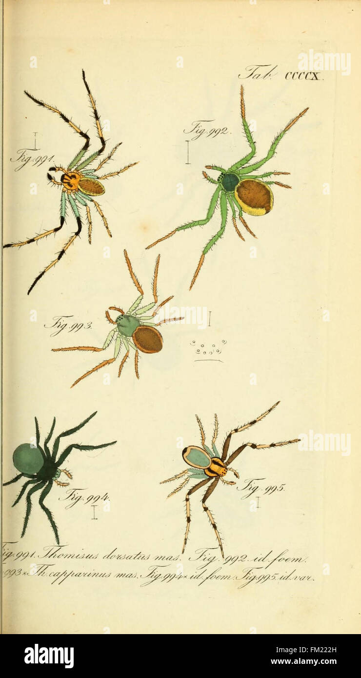 Die Arachniden (Plate CCCCX Stock Photo - Alamy