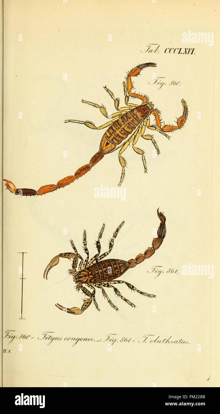 This work presents detailed illustrations of arachnids, including ...