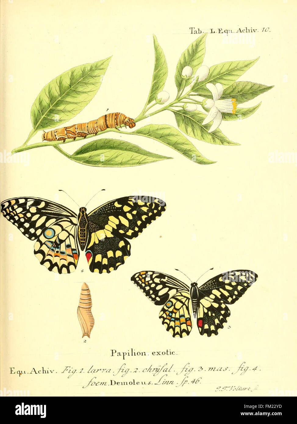 Die auslC3A4ndischen Schmetterlinge in Abbildungen nach der Natur (Tab. L) Stock Photo