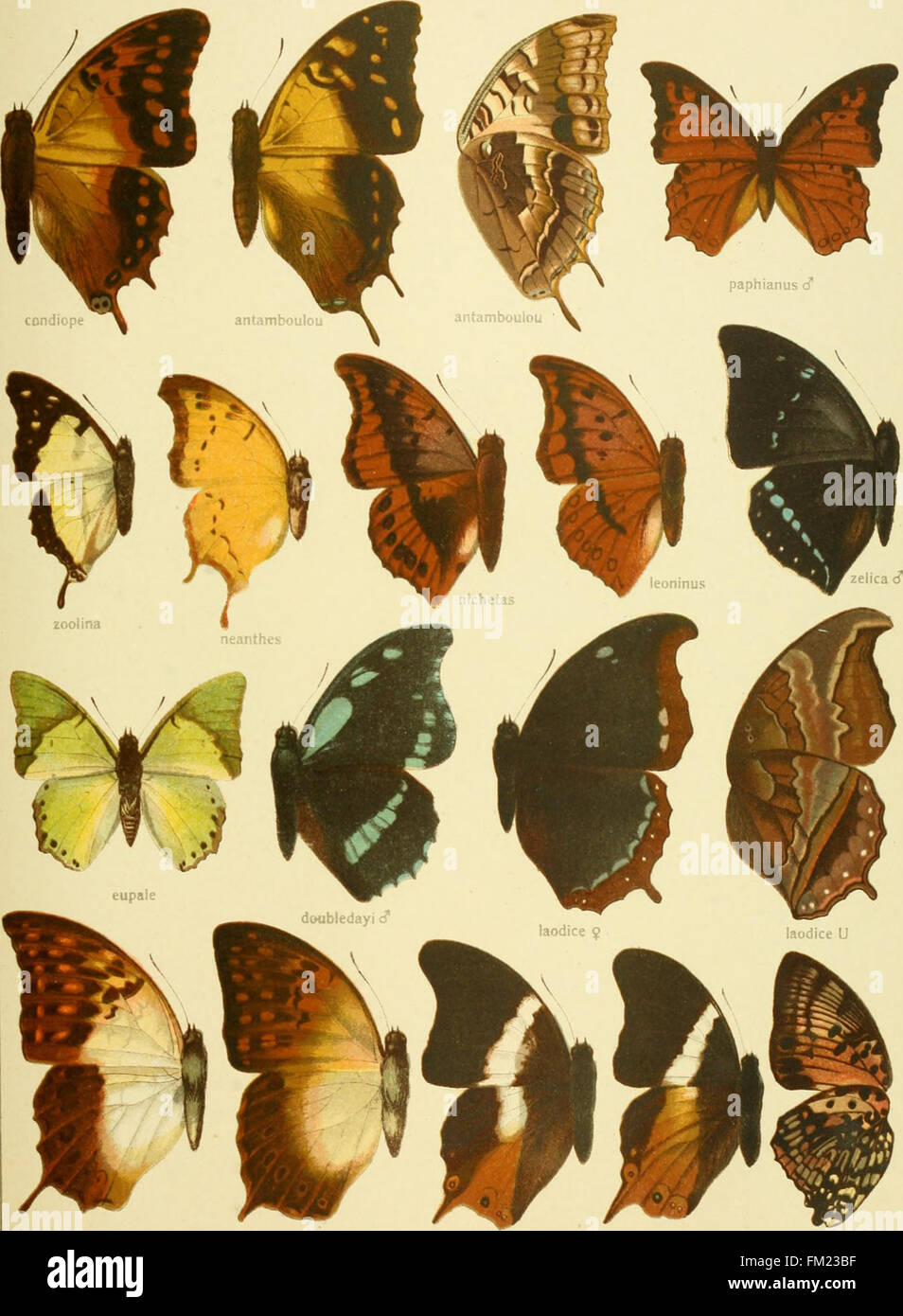 This 1900 work systematically categorizes and illustrates the large ...
