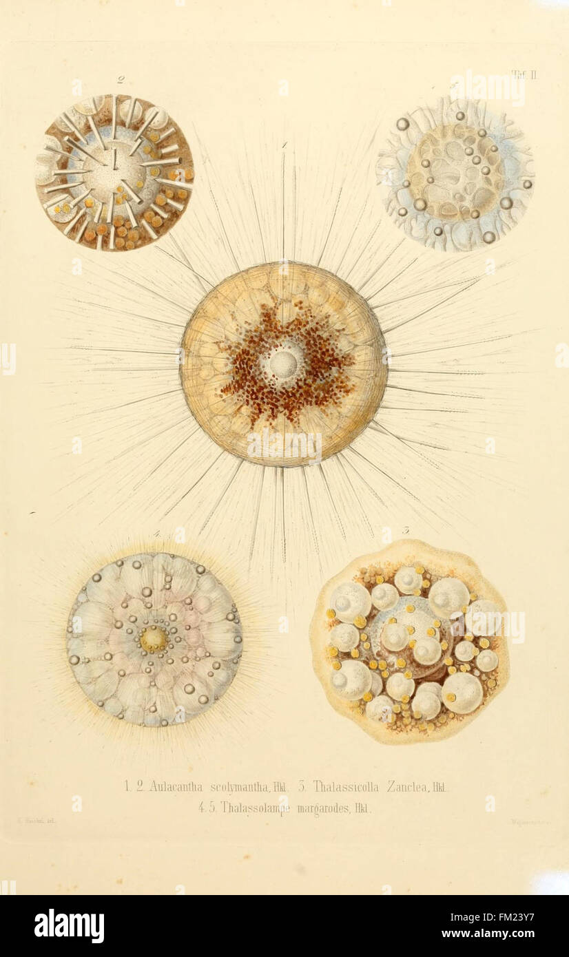 Plate II from 'Die Radiolarien' presents illustrations of Rhizopoda ...