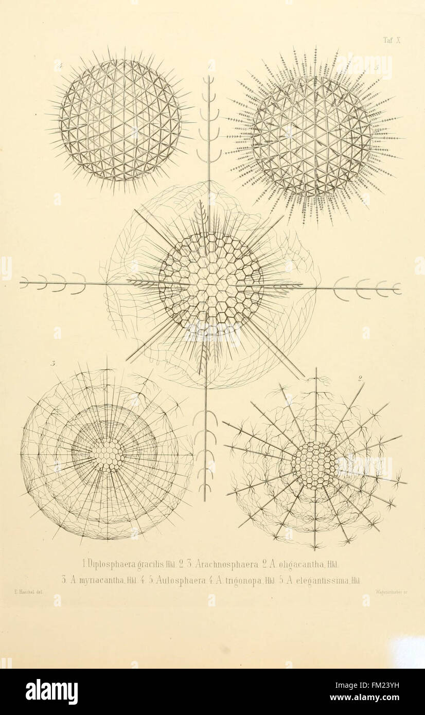 Fossil radiolaria hi-res stock photography and images - Alamy