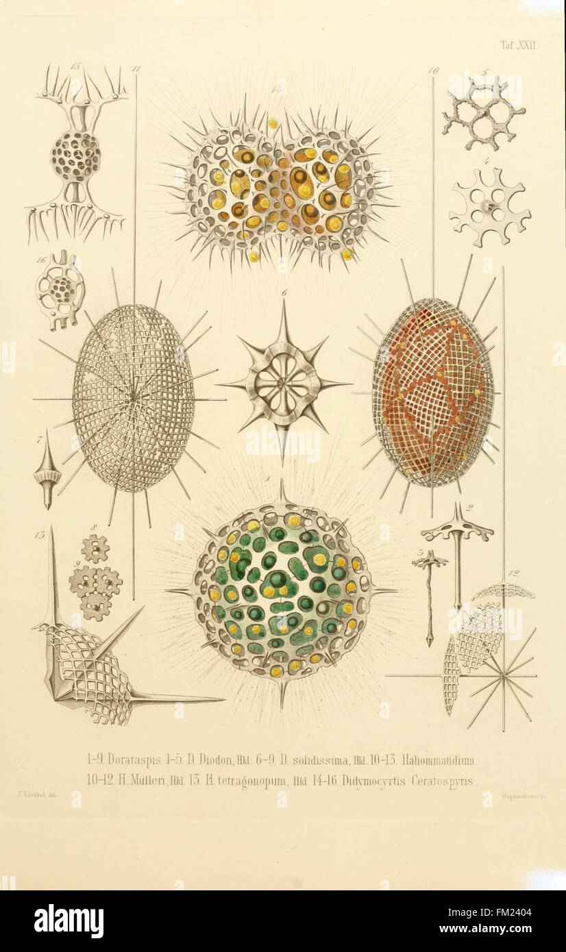 Plate XXII from 'Die Radiolarien' illustrates Rhizopoda radiaria ...