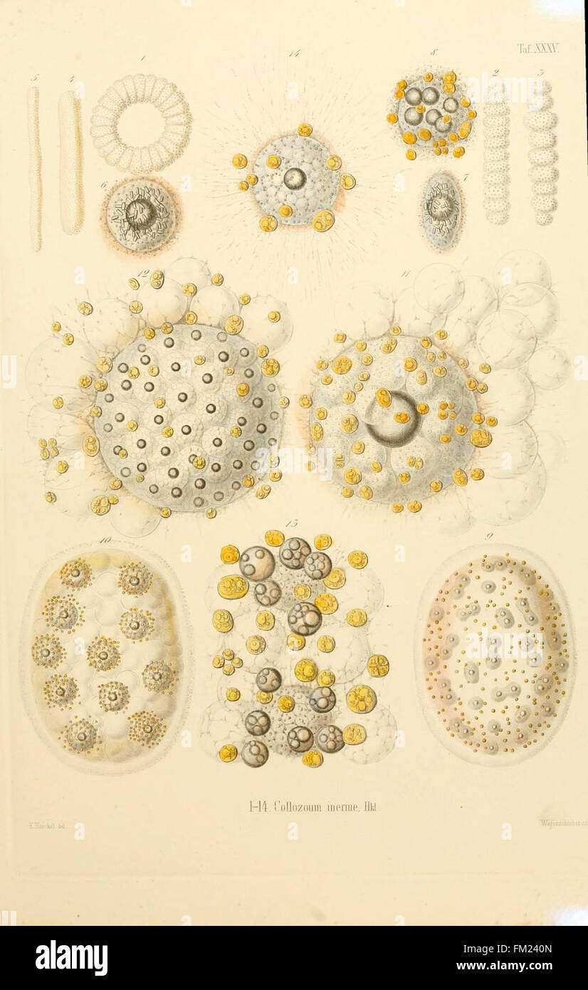 This plate displays detailed illustrations of Radiolaria, focusing on ...