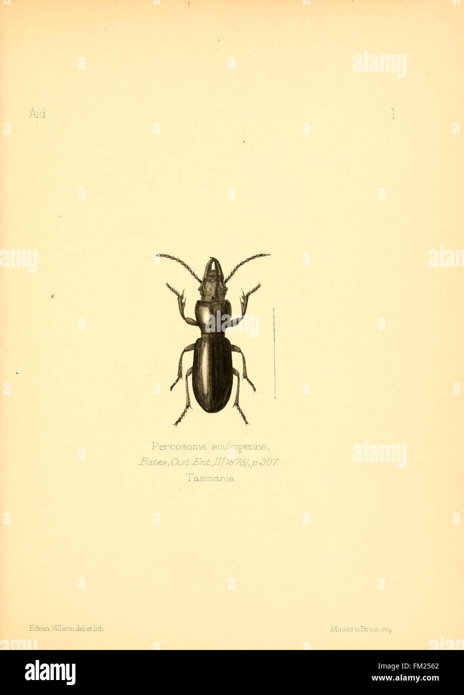 Aid to the identification of insects (Plate 1 Stock Photo - Alamy
