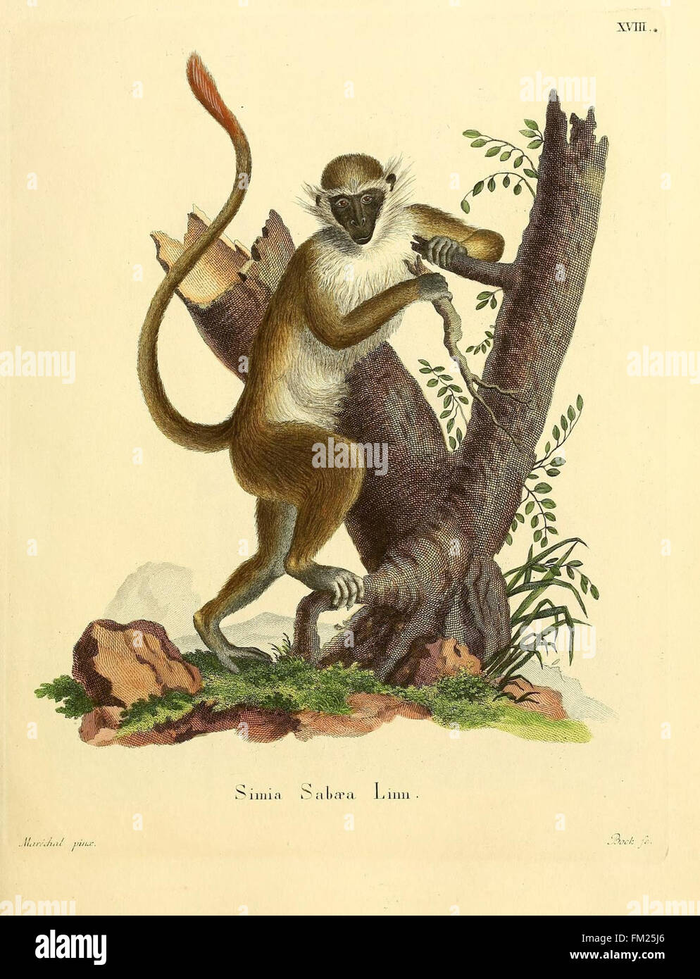 A collection of detailed illustrations and descriptions of mammalian ...