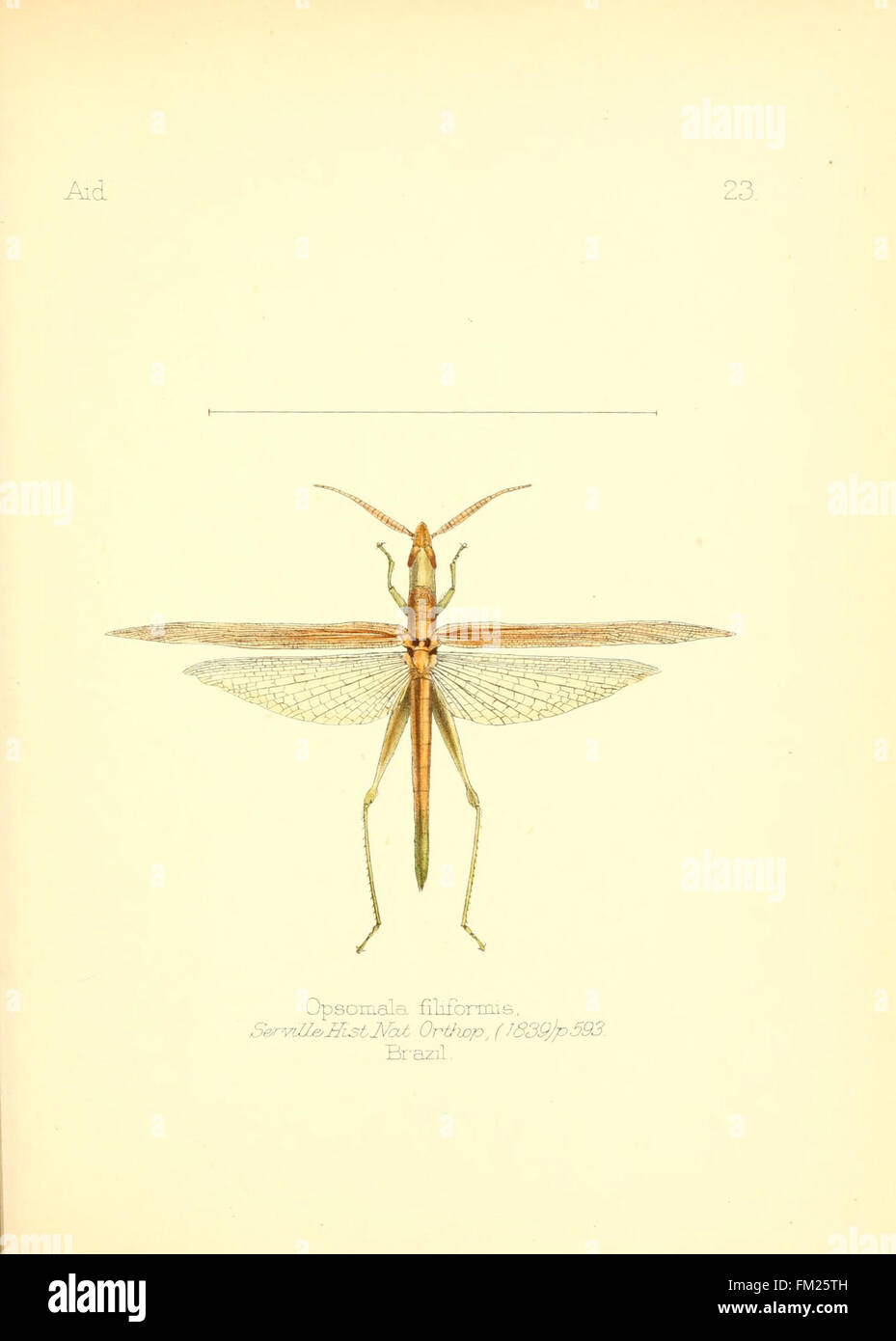 Insect Photo Reference *Aid to the Identification of Insects* (Plate 23) is a reference work ...