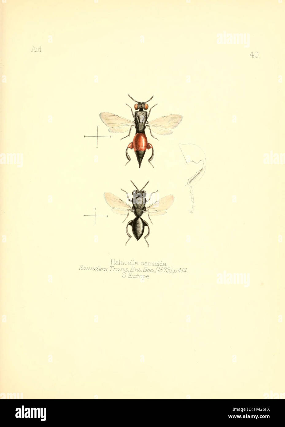 Insect Refrence This work provides illustrations and guidance for identifying various ...