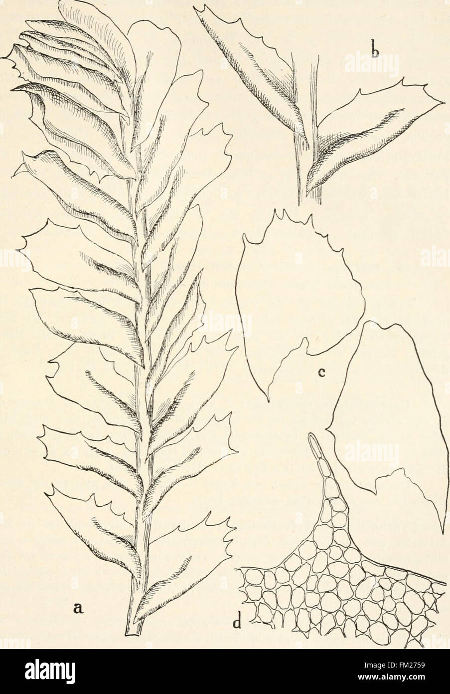 Dr. L. Rabenhorst's Kryptogamen-Flora von Deutschland, Oesterreich und der Schweiz (1906) Stock Photo