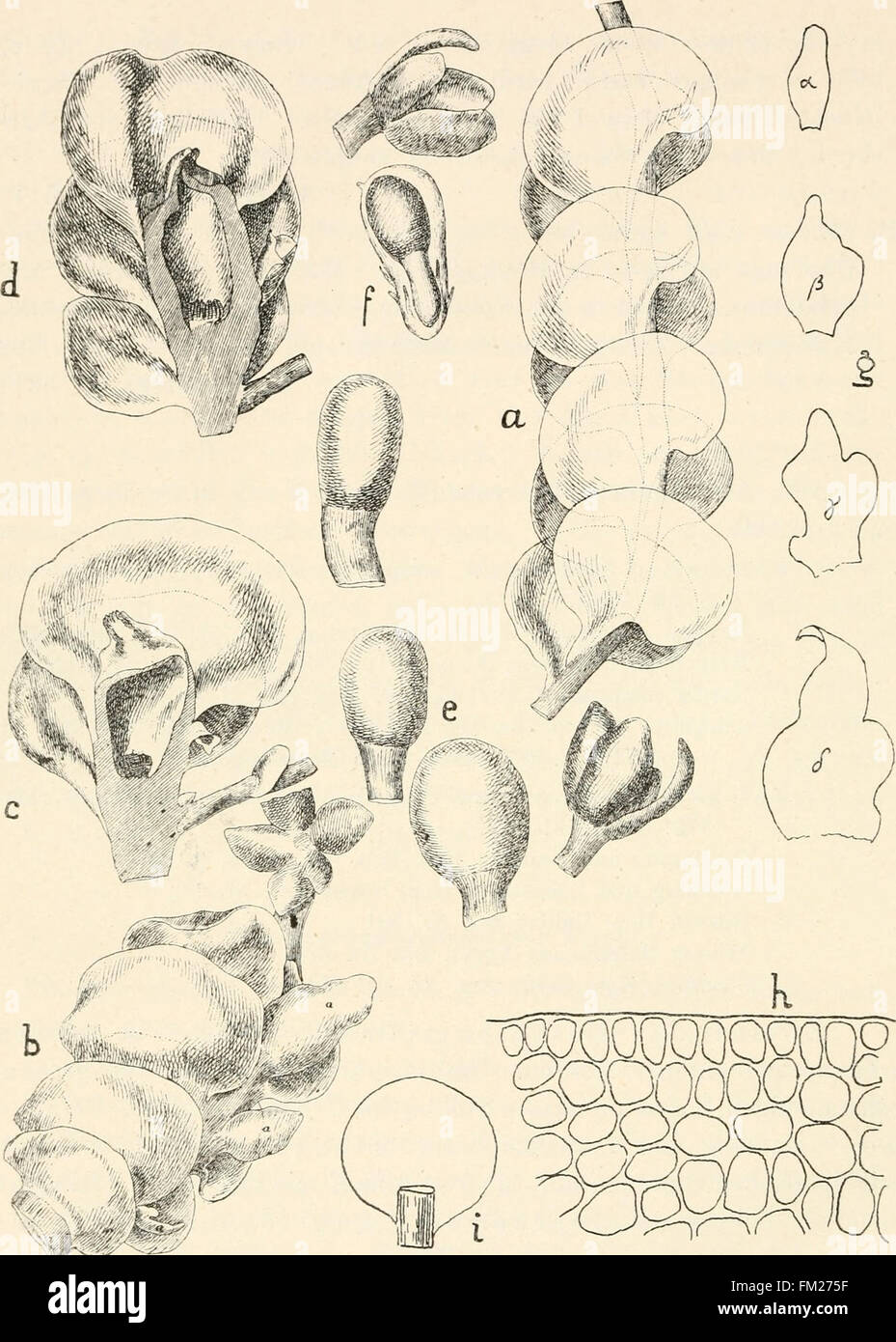 Dr. L. Rabenhorst's Kryptogamen-Flora von Deutschland, Oesterreich und der Schweiz (1906) Stock Photo