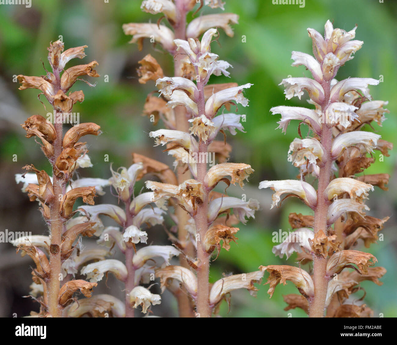 Ivy broomrape (Orobanche hederae) close up of flowers. Close up of lilac white and brown flowers of this parasitic plant Stock Photo