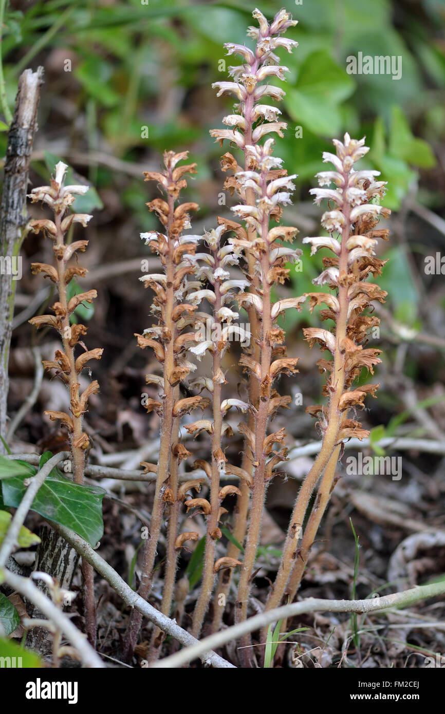 Ivy broomrape (Orobanche hederae). Group of parasitic plants with lilac white and brown flowers in the family Orobanchaceae Stock Photo