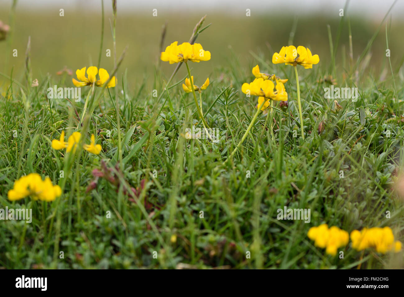 Yellow Vetch Flower - Beautiful Insanity