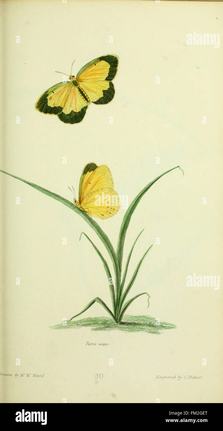 This work presents entomological illustrations of insects native to ...