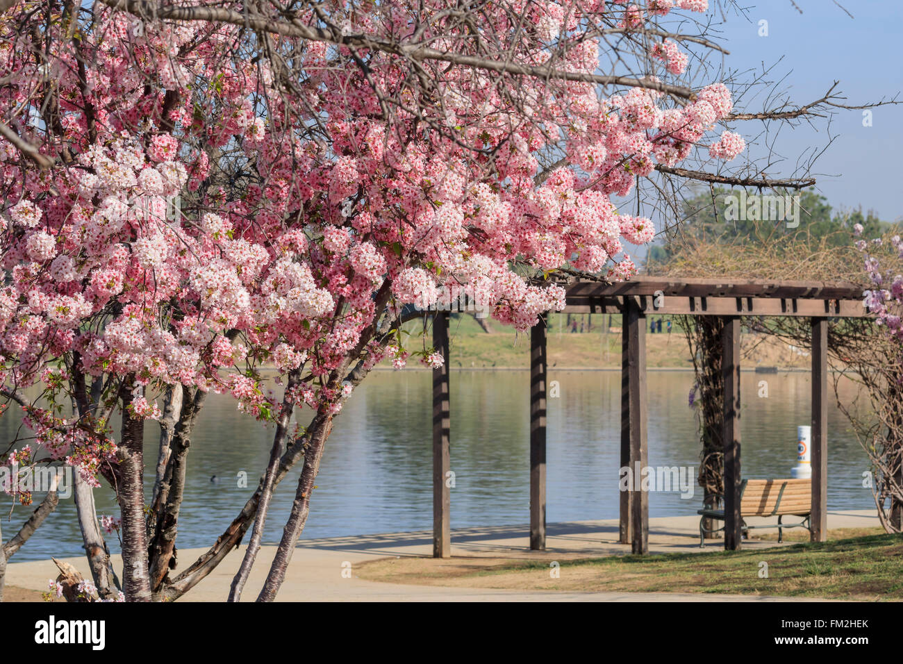 Cherry Tree super blossom at Lake Balboa, Los Angeles, California Stock