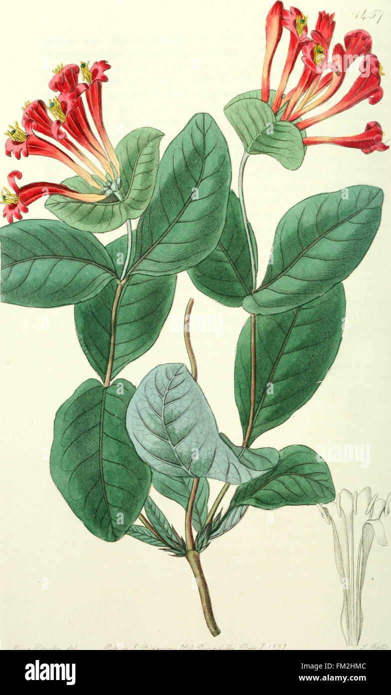 This botanical register, published between 1829 and 1847, provides ...