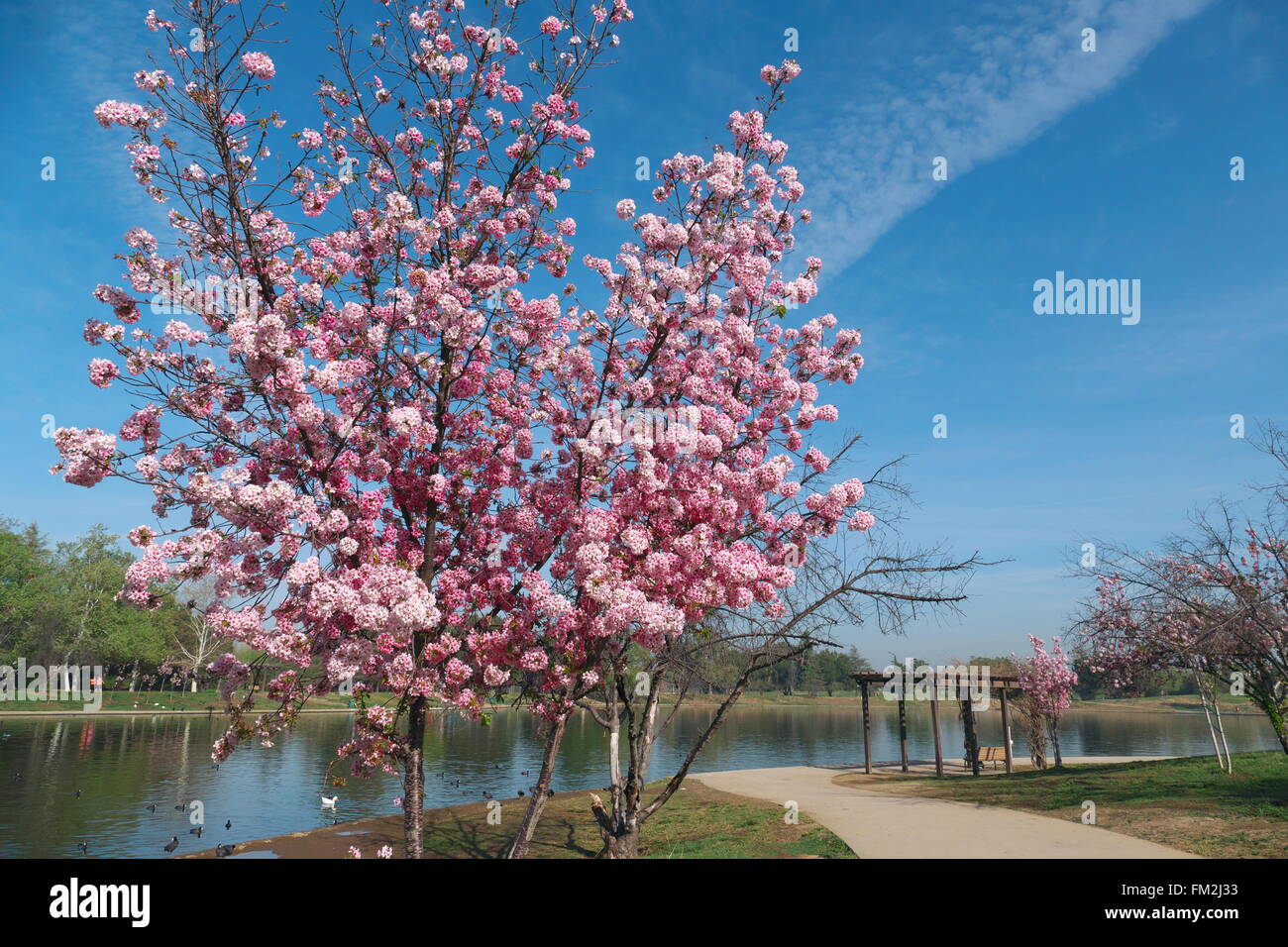 Cherry Tree super blossom at Lake Balboa, Los Angeles, California Stock