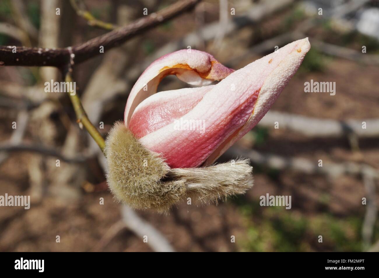 Pink magnolia buds unfurling into flowers in the spring Stock Photo - Alamy