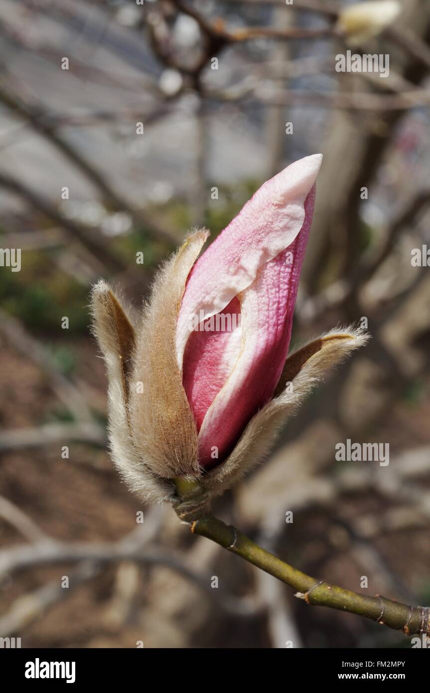 Pink magnolia buds unfurling into flowers in the spring Stock Photo - Alamy