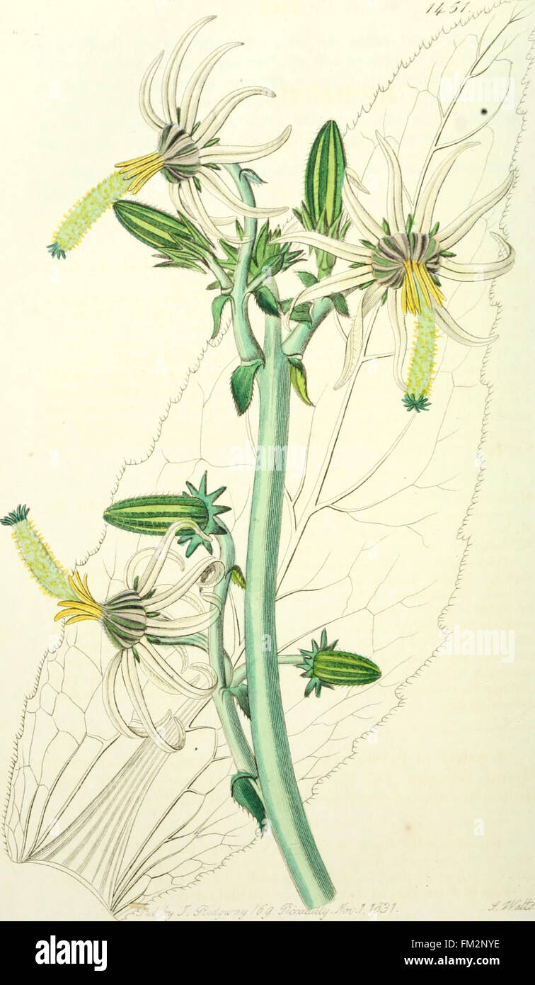 A botanical register of ornamental flowers and shrubs, covering the ...
