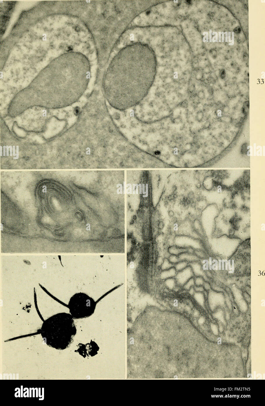 Electron-microscopic structure of protozoa (1963 Stock Photo - Alamy