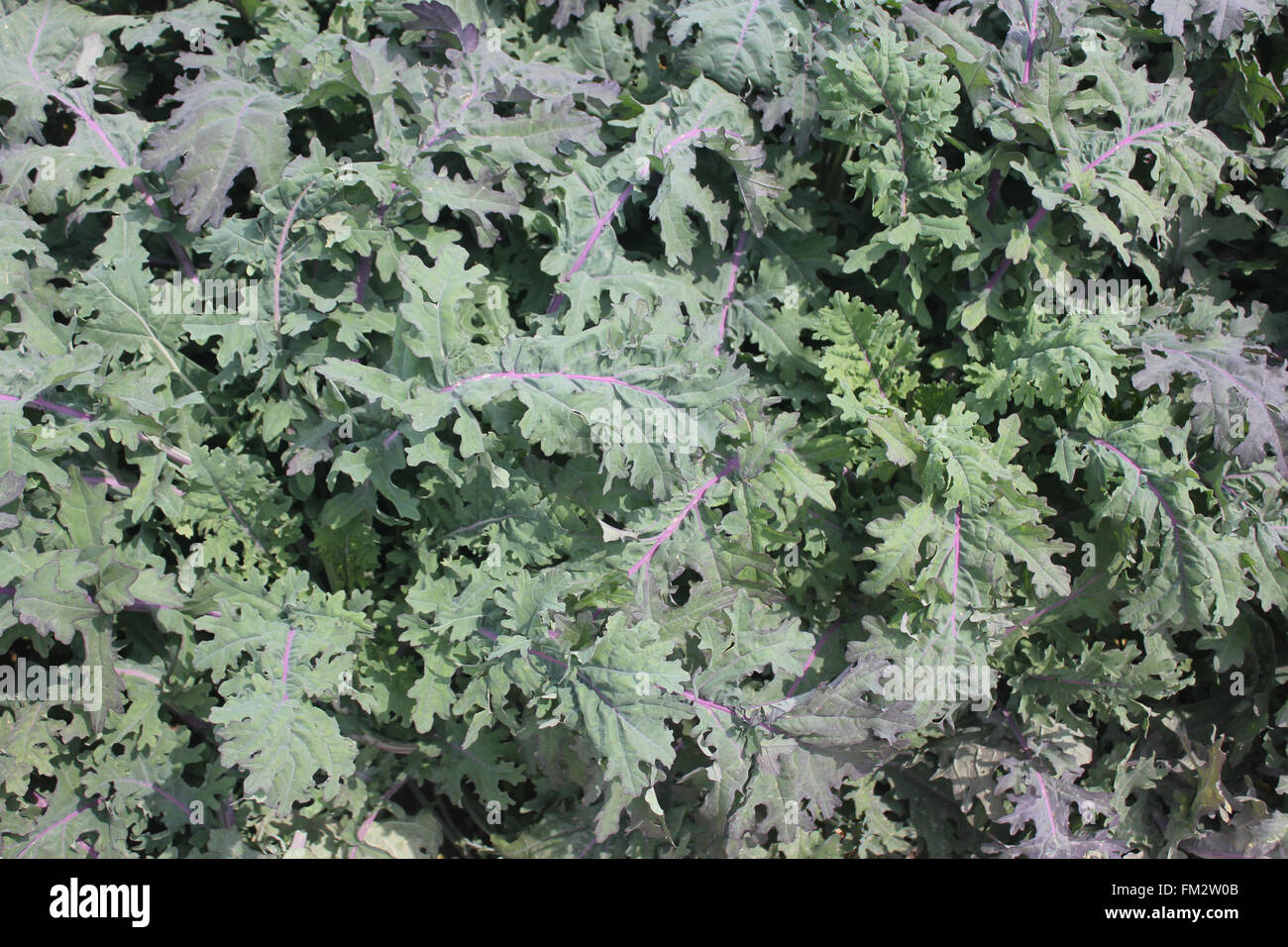 Brassica napus var. pabularia, Red Russian kale cultivar KTK-64, cultivar with glaucous green leaves with dissected blade Stock Photo