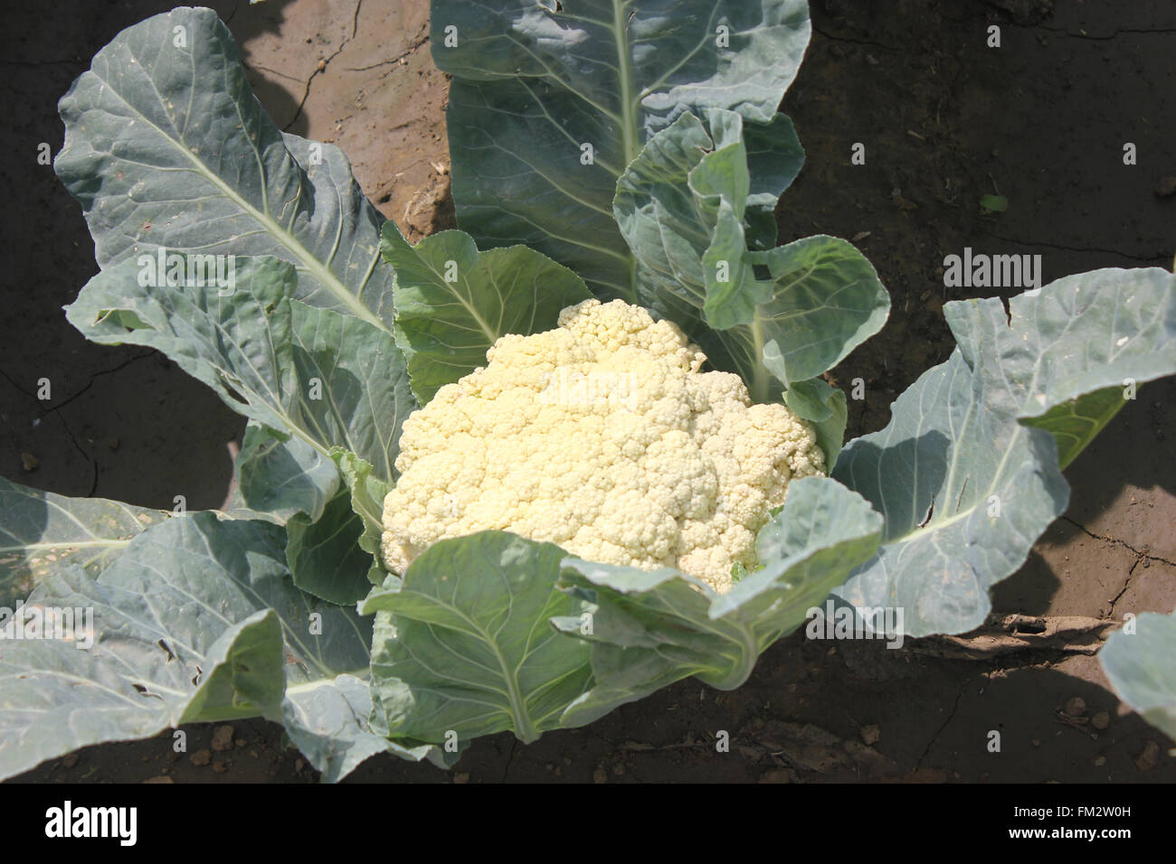 Brassica oleracea var. botrytis, PUSA Snowball cauliflower, late maturing cultivar  tropical climate, white rounded compact Stock Photo