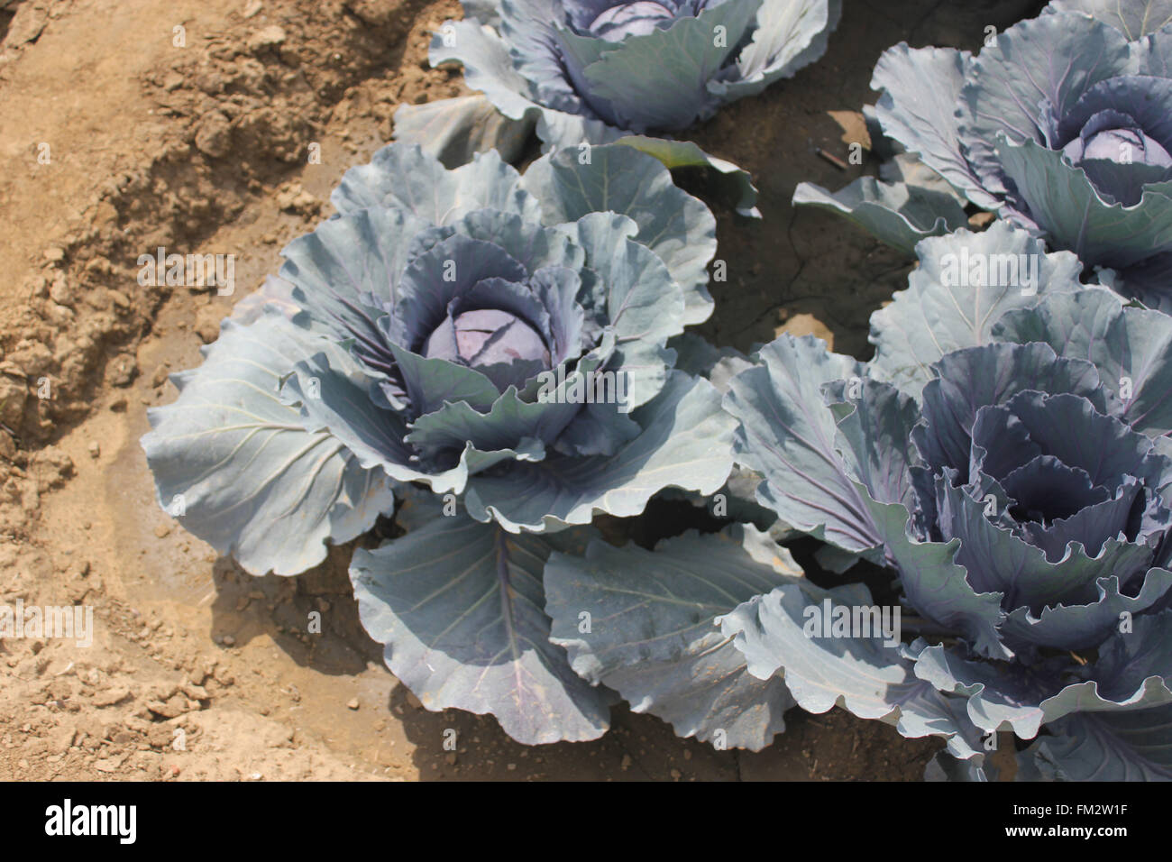 Brassica oleracea var capitata, Red cabbage , cultivar of cabbage with compact large head of red leaves Stock Photo