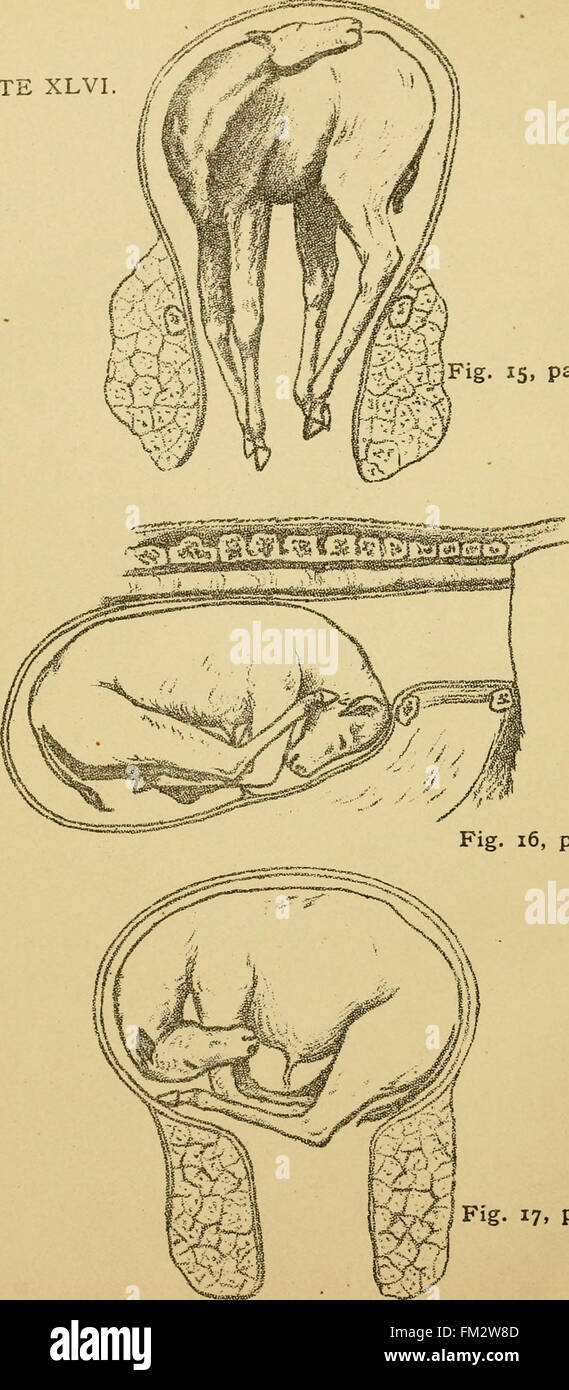 Elementary lectures on veterinary science - for agricultural students, farmers and stock keepers (1903) Stock Photo