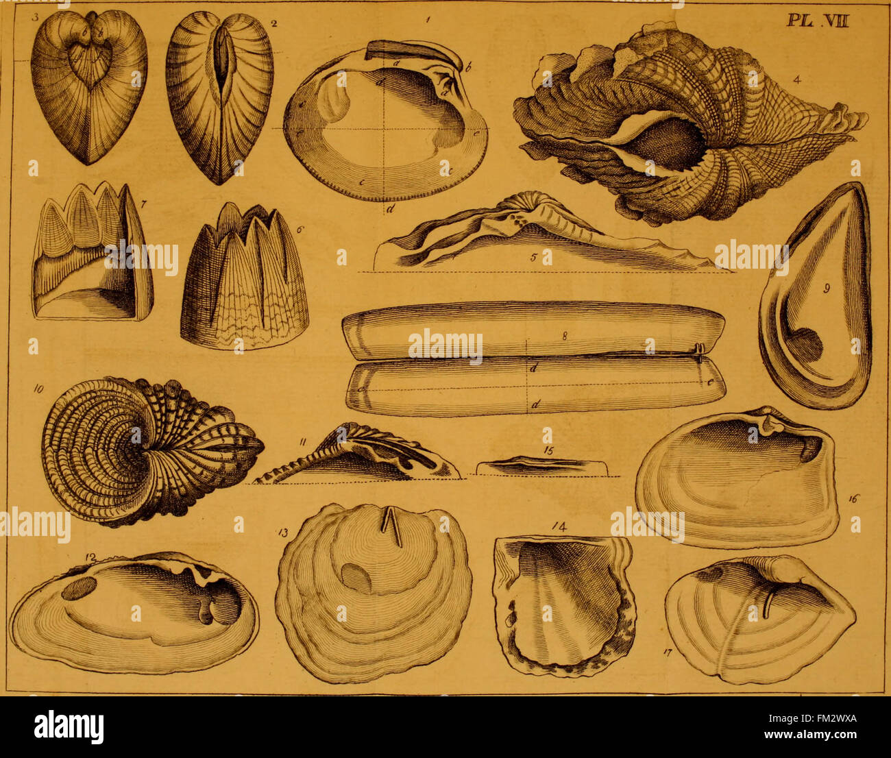 'Elements of Conchology' (1776) provides a comprehensive introduction ...