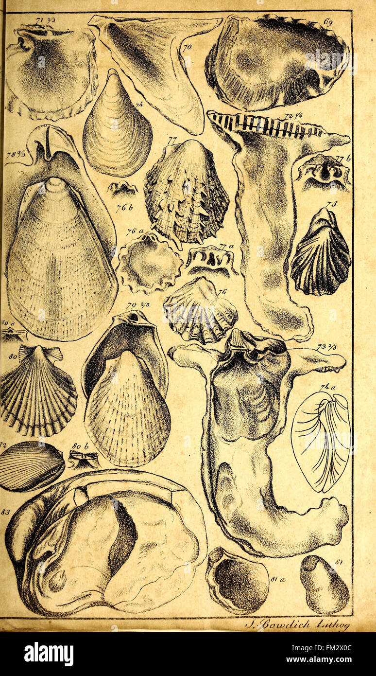 'Elements of Conchology' discusses the classification of mollusks ...