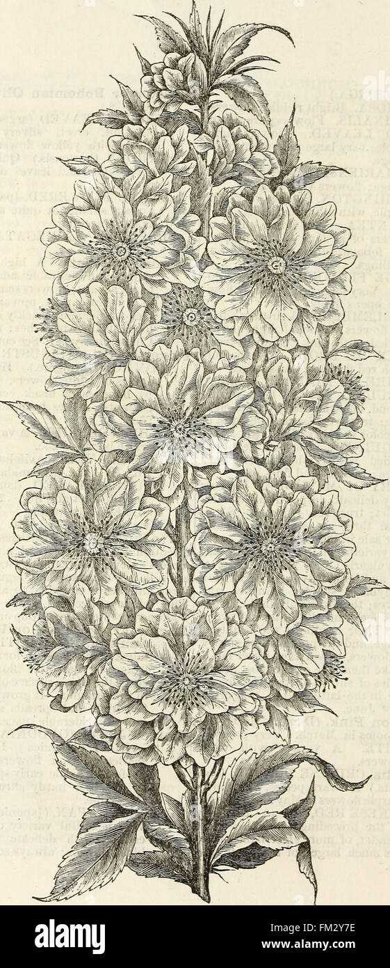 Ellwanger and Barry's descriptive catalogue of hardy ornamental trees and shrubs, roses, etc., etc., etc (1868) Stock Photo