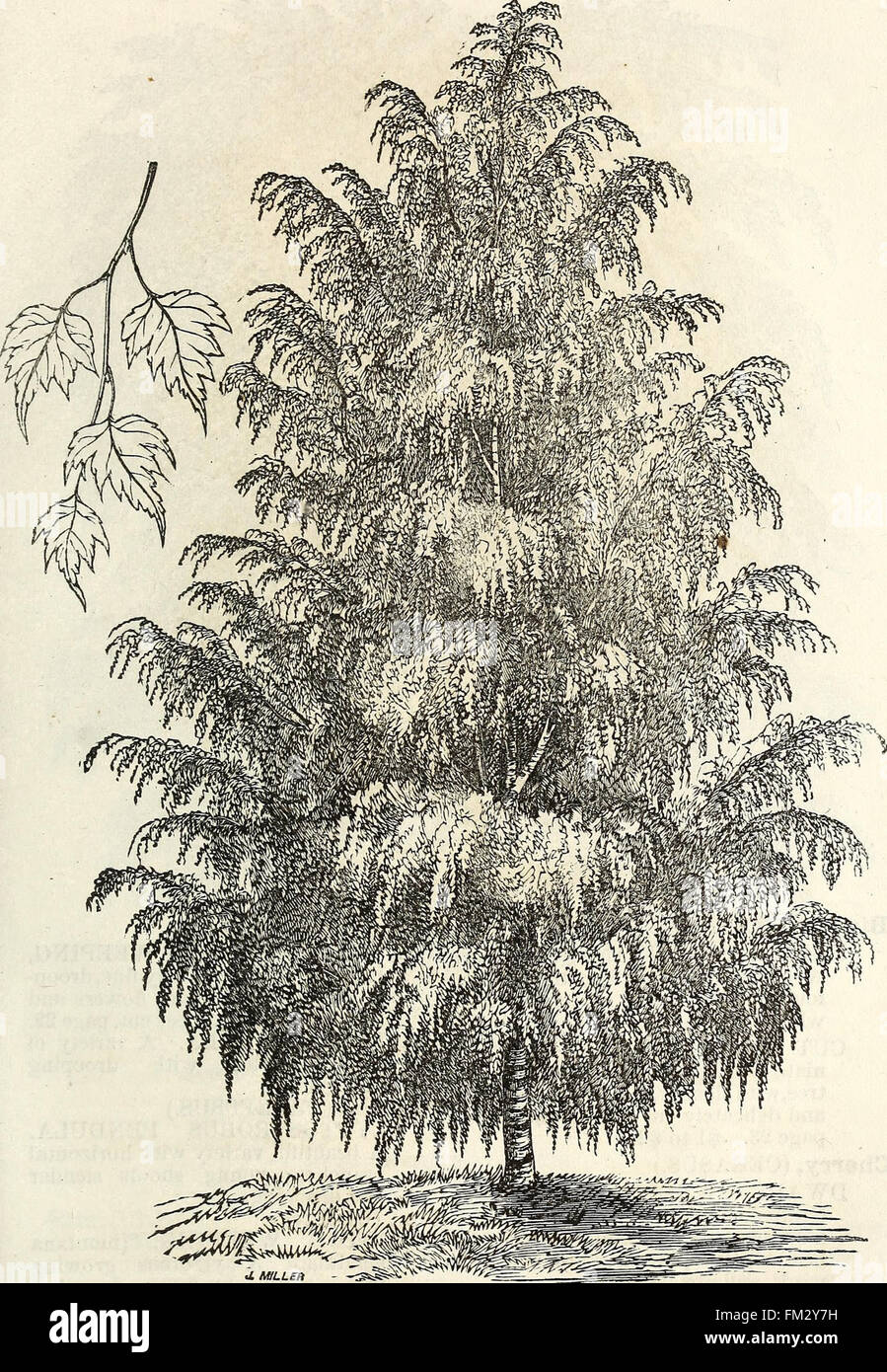 Ellwanger and Barry's descriptive catalogue of hardy ornamental trees and shrubs, roses, etc., etc., etc (1868) Stock Photo