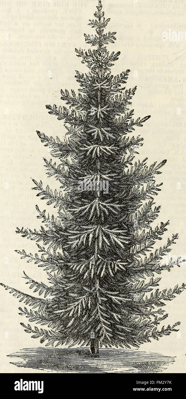 Ellwanger and Barry's descriptive catalogue of hardy ornamental trees and shrubs, roses, etc., etc., etc (1868) Stock Photo