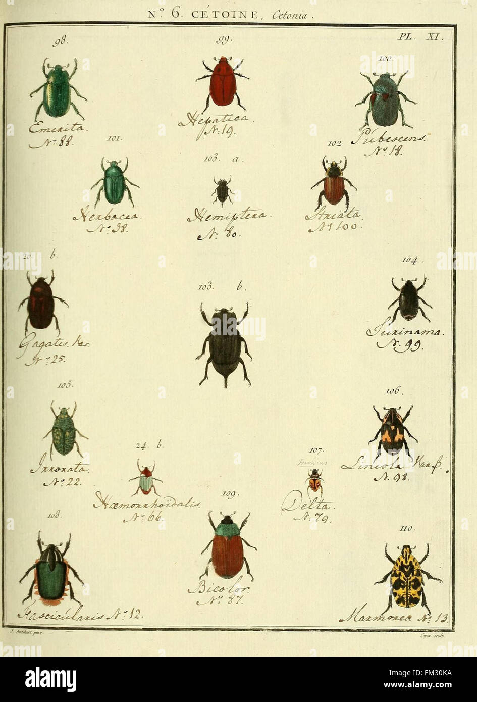 Entomologie, ou, Histoire naturelle des insectes (No. 6 Cetoine Pl. XI) Stock Photo