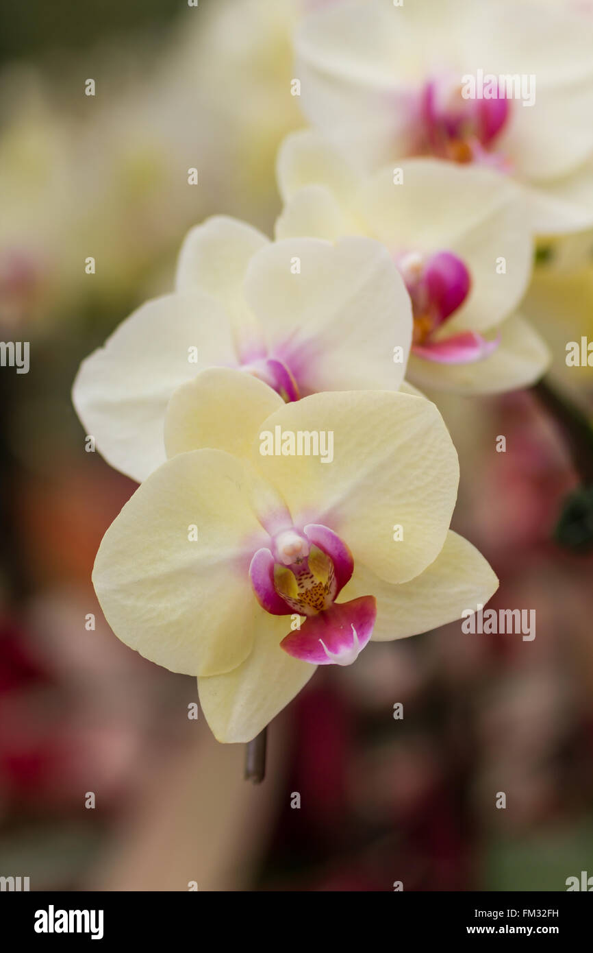 Closeup white butterfly orchids in the garden. Stock Photo