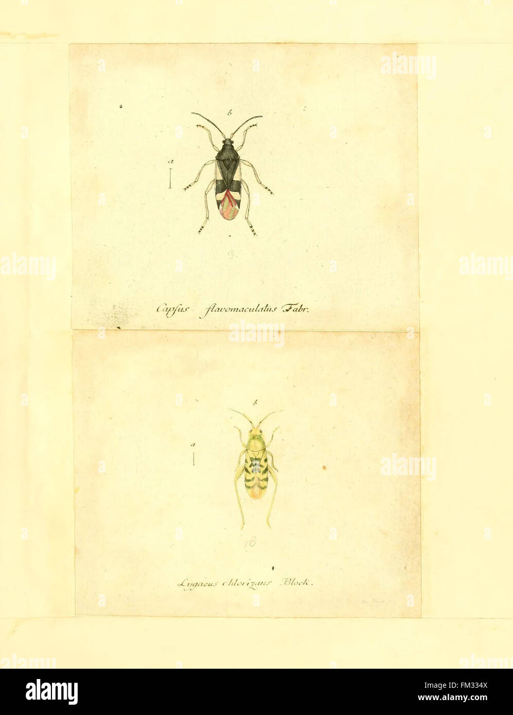 Insects In Germany A detailed pictorial work documenting the insects of Germany ...