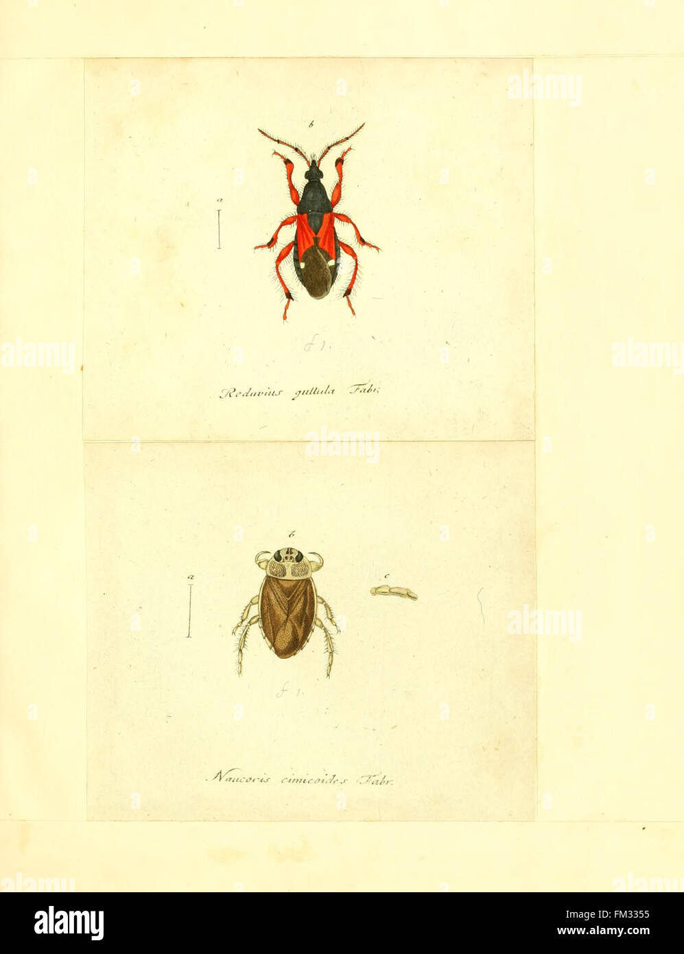 Insects In Germany An illustration from 'Faunae insectorum Germanicae,' focusing on the ...